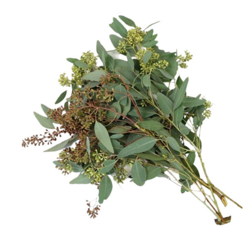 EUCALYPTUS SEEDED BU