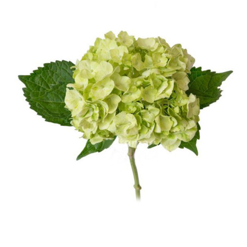 Hydrangea Mojito Green Medium