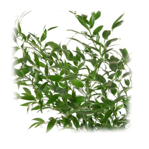ITALIAN RUSCUS BU.