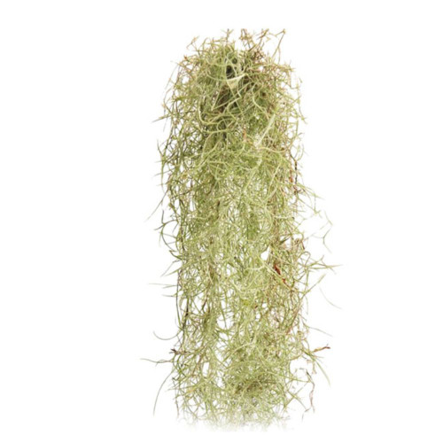 SPANISH MOSS BOX