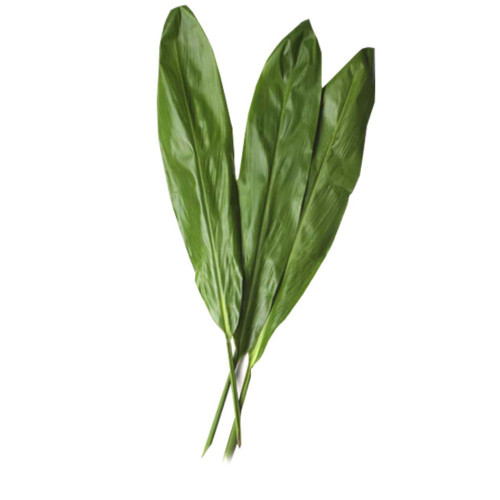 TI LEAF BU.