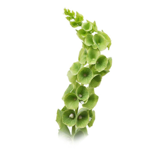 Bells of Ireland 10 stem bu