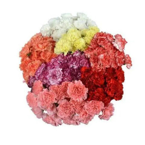 Carnation Standard 24 stem bu