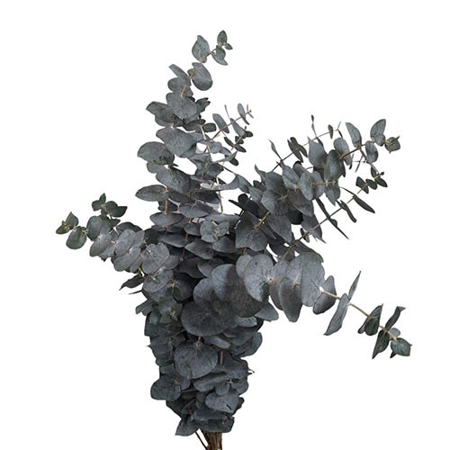 Eucalyptus True Blue
