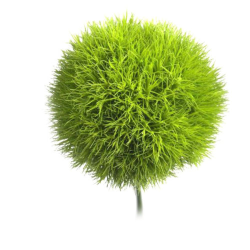 Dianthus Green Ball Bunch 10 Stems