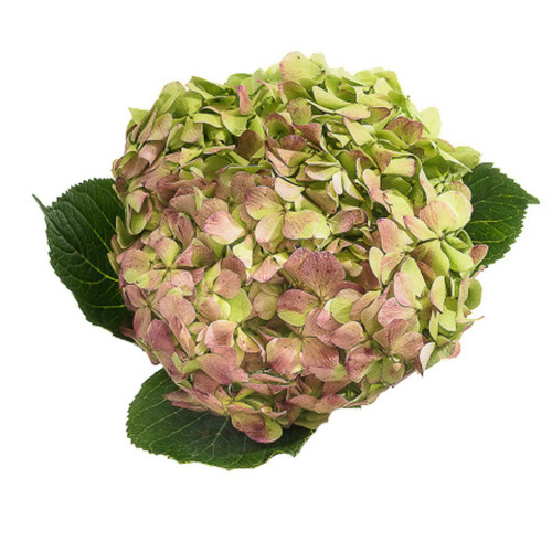 Hydrangea Antique.