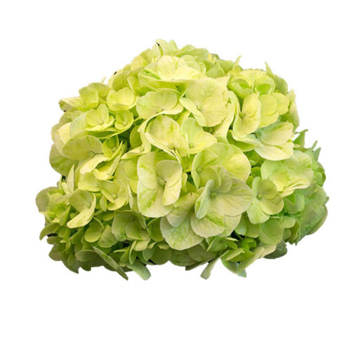Hydrangea Lime.