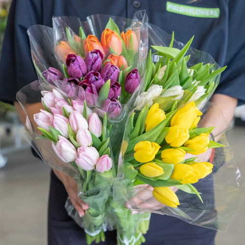 TULIPS 10 STEM BU ASSORTED COLORS