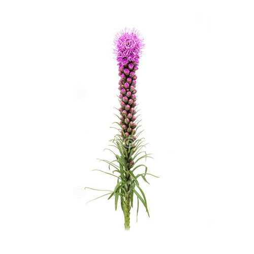 Liatris Long 10 stem bu
