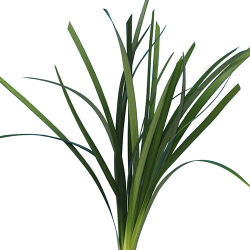 LILY GRASS BU