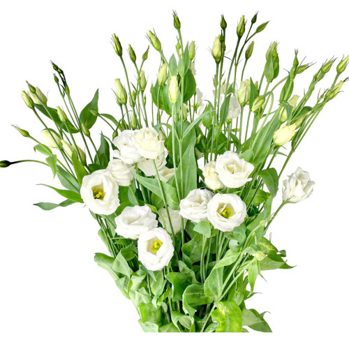 Lisianthus 5 stem bu