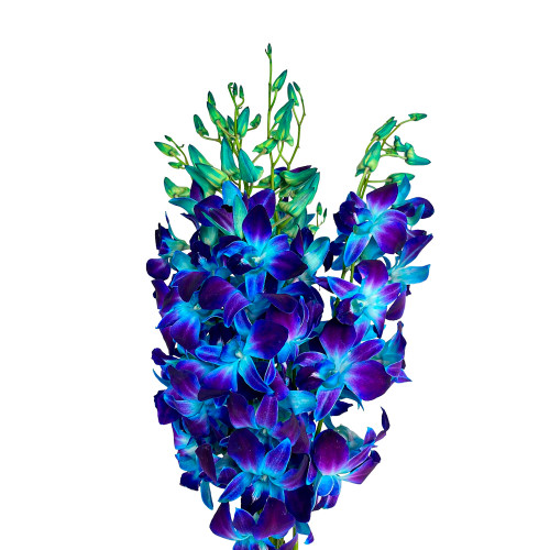 Orchid Dendrob 10 Stem bu