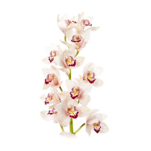 Orchid Cymbidium Spray Stem.