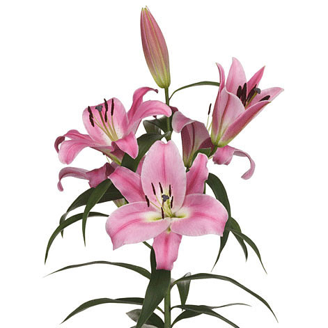 LILY ORIENTAL PINK 5 STEM BU