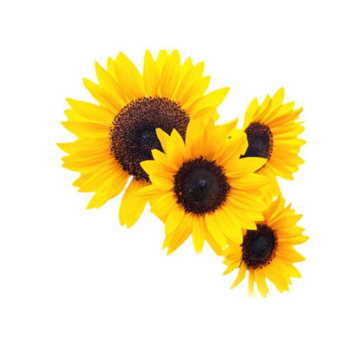 SUNFLOWER SMALL/MED 10 STEM BU.