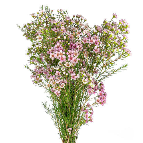 WAXFLOWER BUNCH